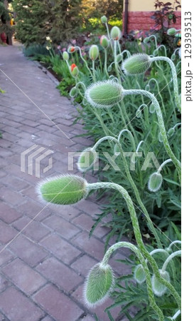 Beautiful spring garden features new growth of poppy buds standing tall along a charming stone pathway surrounded by lush greenery and blooming flowers Beautiful spring garden features new growth of poppy buds standing tall along a charming stone pathway surrounded by lush greenery and blooming flowers 129393513