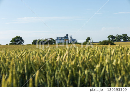 Golden grain fields stretch towards the horizon, with silos visible in the distance, indicating a thriving agricultural area 129393599