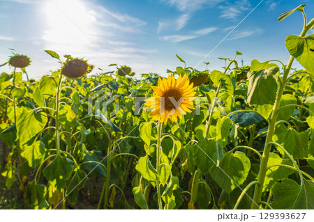 A vibrant sunflower reaches for the sun among its green companions in a wide-open field during a bright day 129393627