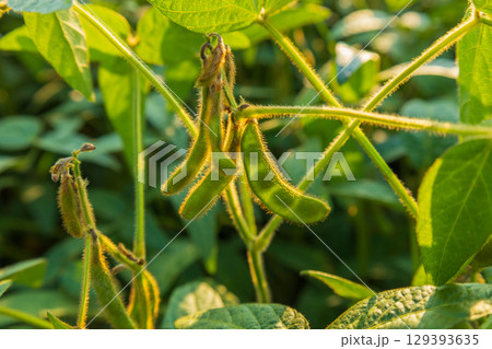 Lush soybean plants display healthy green pods, thriving in a summer field under warm sunlight, showcasing agricultural growth Lush soybean plants display healthy green pods, thriving in a summer field under warm sunlight, showcasing agricultural growth 129393635