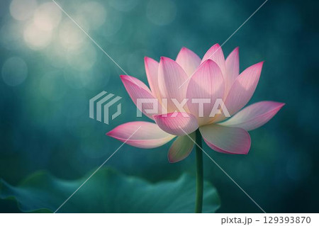 蓮の花 129393870