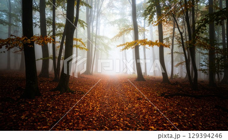 深い霧に包まれた薄暗い森の中に落ち葉で覆われた一本の小道 129394246