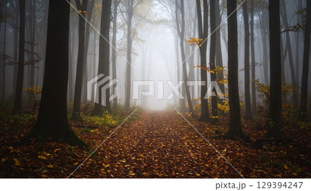 深い霧に包まれた薄暗い森の中に落ち葉で覆われた一本の小道 129394247