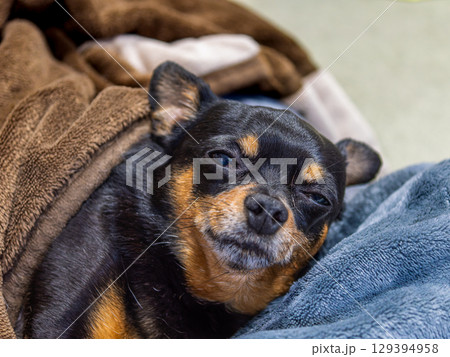 ベッドでくつろぐ犬 129394958