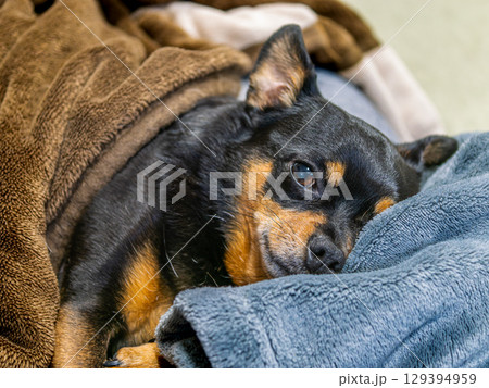 ベッドでくつろぐ犬 ベッドでくつろぐ犬 129394959