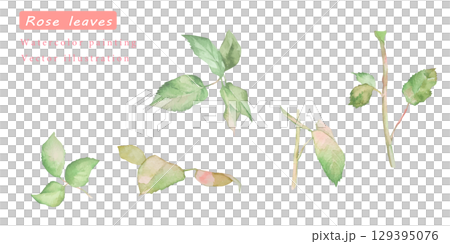 美麗的粉紅色玫瑰葉畫水彩向量插圖集 129395076