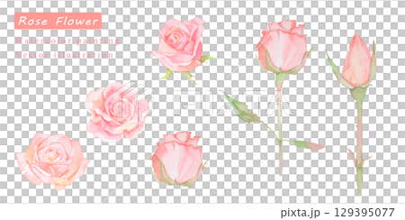 美麗的水彩粉紅玫瑰向量插圖集 129395077
