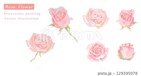 水彩で描いた美しいピンクのバラのベクターイラスト素材セット 129395078