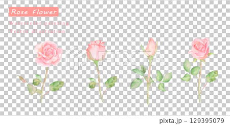 美麗的水彩粉紅玫瑰向量插圖集 129395079