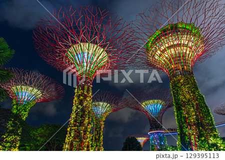 シンガポール 夜のガーデンズ・バイ・ザ・ベイ 129395113