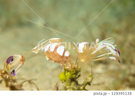 A super macro photo of a Holthuis cleaner shrimp, Ancylomenes holthuisi A super macro photo of a Holthuis cleaner shrimp, Ancylomenes holthuisi 129395138