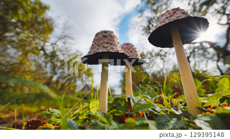 Soft sunlight penetrating shaggy ink cap mushrooms nestled amid verdant grass within shadowy woodland autumn landscape 129395148