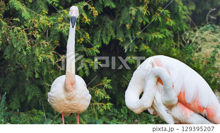 Greater flamingo preening its feathers while another is standing still in a zoo 129395207