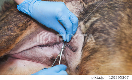 Veterinarian removing stitches from a dog after surgery Veterinarian removing stitches from a dog after surgery 129395307