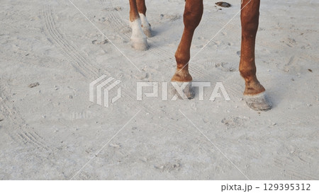 Horses standing on sandy ground in Crimea near Belogorsk 129395312