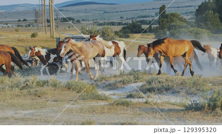 Herd of horses running near Belogorsk in Crimea raising dust 129395320