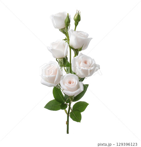 White roses with lush green leaves on single stem, showcasing delicate petals and buds. elegant arrangement exudes purity and grace, perfect for romantic or serene settings 129396123