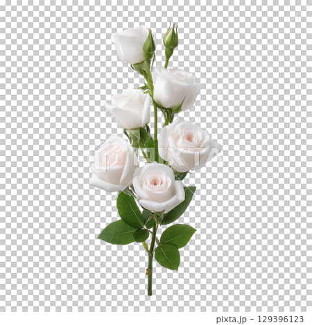 White roses with lush green leaves on single stem, showcasing delicate petals and buds. elegant arrangement exudes purity and grace, perfect for romantic or serene settings 129396123