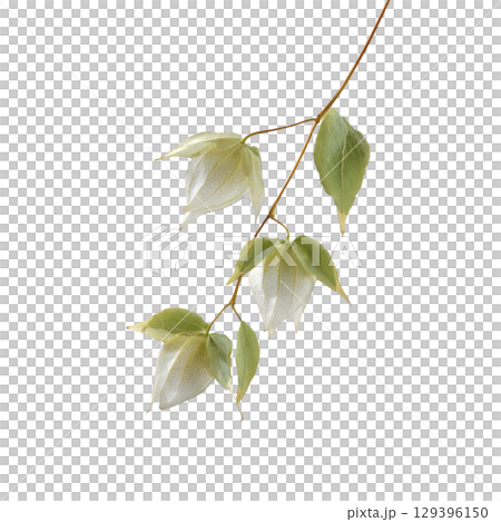 Delicate branch with light green leaves and white flowers is set against plain background, showcasing nature simplicity and elegance Delicate branch with light green leaves and white flowers is set against plain background, showcasing nature simplicity and elegance 129396150