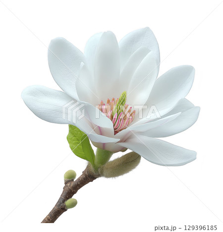 Beautiful white magnolia flower in full bloom with delicate petals and hint of pink at center, set against transparency background. vibrant green leaves add contrast Beautiful white magnolia flower in full bloom with delicate petals and hint of pink at center, set against transparency background. vibrant green leaves add contrast 129396185