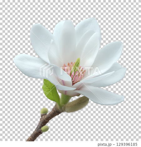 Beautiful white magnolia flower in full bloom with delicate petals and hint of pink at center, set against transparency background. vibrant green leaves add contrast Beautiful white magnolia flower in full bloom with delicate petals and hint of pink at center, set against transparency background. vibrant green leaves add contrast 129396185