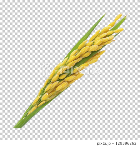 Cluster of ripe yellow rice grains on stalk with green leaves, isolated on transparency background. vibrant colors and detailed texture highlight natural beauty of rice plant Cluster of ripe yellow rice grains on stalk with green leaves, isolated on transparency background. vibrant colors and detailed texture highlight natural beauty of rice plant 129396262