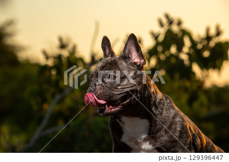 フレンチブルドッグ 129396447
