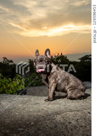 フレンチブルドッグ 129396453