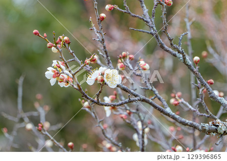 白梅のつぼみと咲き始めの花 白梅のつぼみと咲き始めの花 129396865