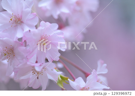 春の訪れを印象付ける桜の花びら 129396972