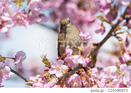 桜の枝にとまるジョウビタキの雌 129396973