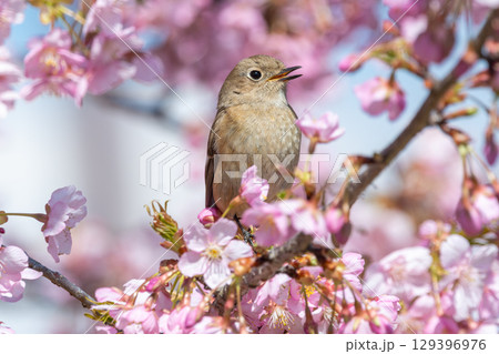 桜の枝でさえずるジョウビタキの雌 129396976