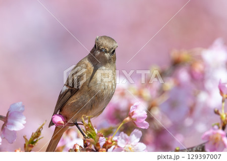 春の桜にとまるジョウビタキの雌 春の桜にとまるジョウビタキの雌 129397007
