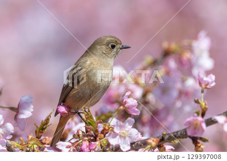 桜の花とジョウビタキの雌の横顔 桜の花とジョウビタキの雌の横顔 129397008