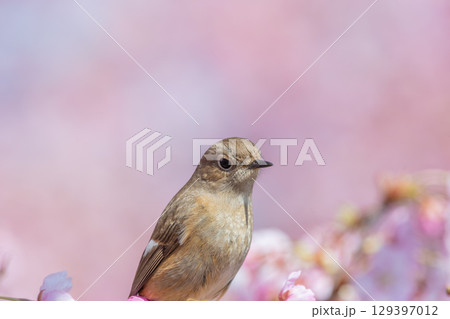 桜を背景にたたずむジョウビタキの雌 129397012