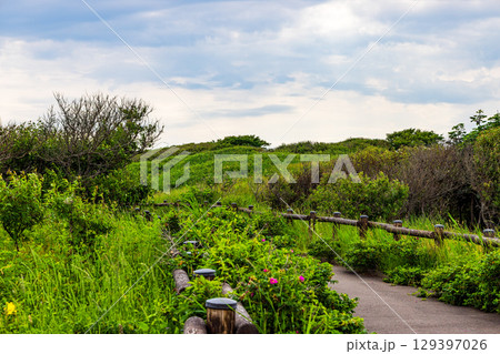 小清水原生花園　(北海道 7月) 129397026