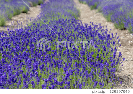 オホーツクラベンダー畑　(北海道　7月) 129397049