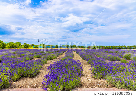 オホーツクラベンダー畑　(北海道　7月) 129397055