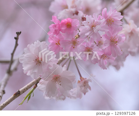 のどかな春の午後に人を誘う桜の花 のどかな春の午後に人を誘う桜の花 129397126