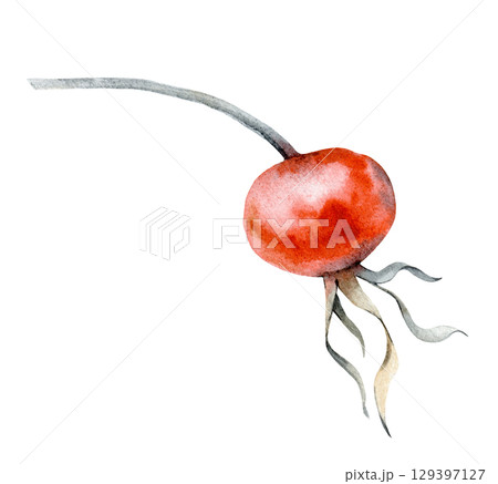 Watercolor illustration with a rosehip berry highlighted on a white background. The botanical illustration is hand-drawn. Clipart. Watercolor illustration with a rosehip berry highlighted on a white background. The botanical illustration is hand-drawn. Clipart. 129397127