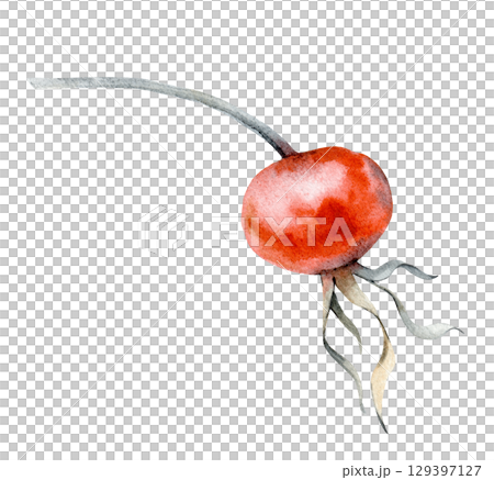 Watercolor illustration with a rosehip berry highlighted on a white background. The botanical illustration is hand-drawn. Clipart. Watercolor illustration with a rosehip berry highlighted on a white background. The botanical illustration is hand-drawn. Clipart. 129397127