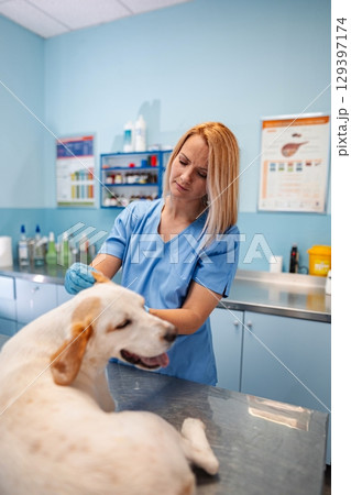 Veterinary care: A compassionate moment of healing with a dog 129397174
