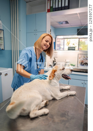 Veterinarian caring for a playful dog in a bright clinic setting 129397177