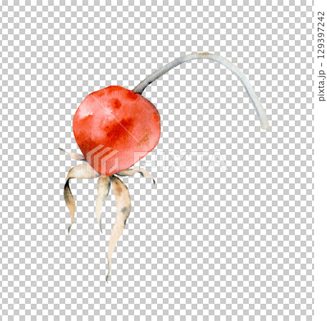 Red rosehip berry, hand-painted. The watercolor plant illustration is isolated on a white background. Clipart. 129397242