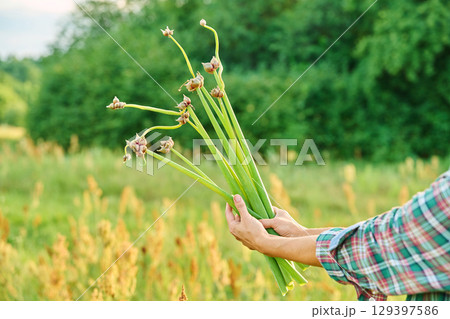Close-up of onion plant with small seed bulbs on second tier in woman's hands Close-up of onion plant with small seed bulbs on second tier in woman's hands 129397586