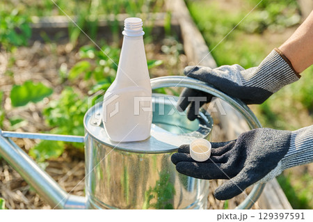 Gardener adding liquid fertilizer to a garden watering can Gardener adding liquid fertilizer to a garden watering can 129397591