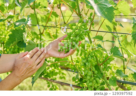 Unripe green grapes in the hands of gardener, summer garden concept Unripe green grapes in the hands of gardener, summer garden concept 129397592