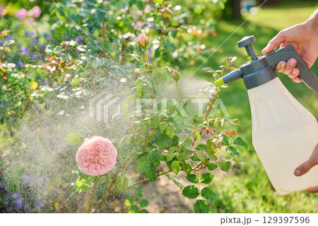 Spray in hands spraying rose bush, treatment against insect pests, fungal diseases Spray in hands spraying rose bush, treatment against insect pests, fungal diseases 129397596
