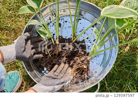Close-up of Hosta plant bush in hands, dividing roots, outdoor in the garden Close-up of Hosta plant bush in hands, dividing roots, outdoor in the garden 129397597