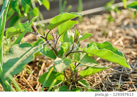 Close up of young eggplant plant in vegetable garden Close up of young eggplant plant in vegetable garden 129397613